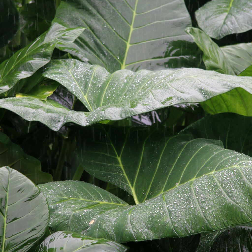 Alokasia Sumo