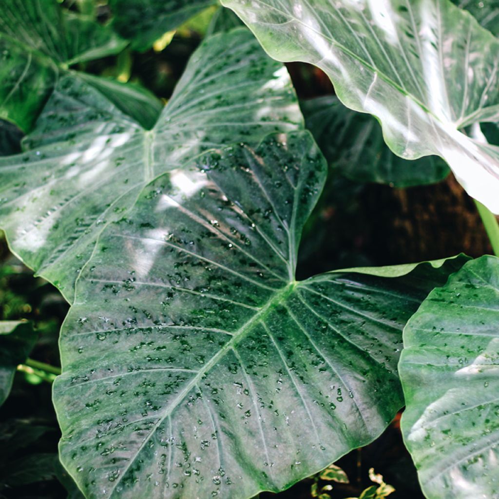Alokasia Sumo