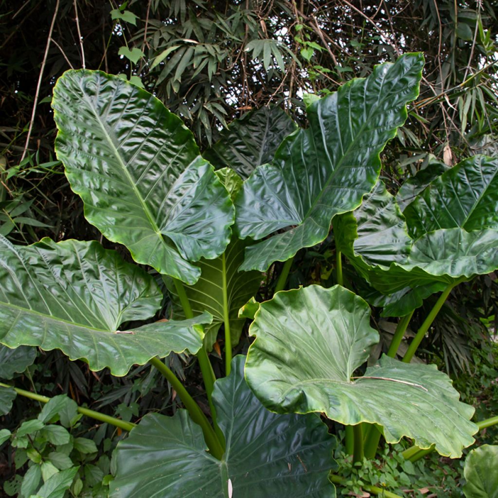 Alokasia Sumo