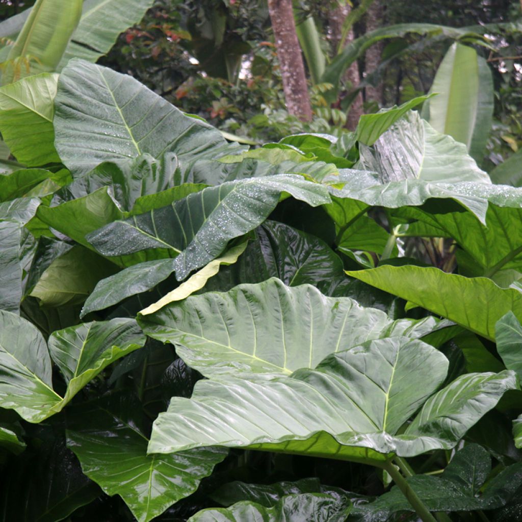 Alokasia Sumo