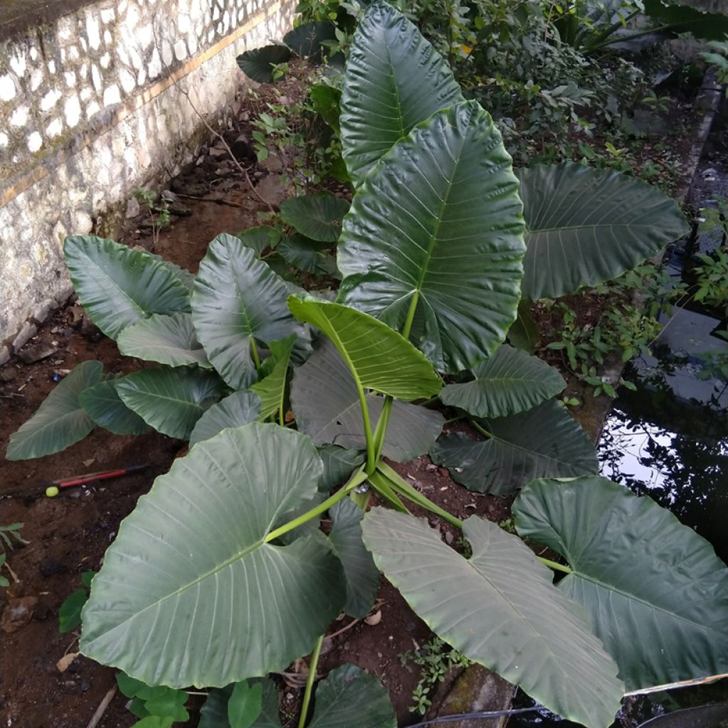 Alokasia Sumo