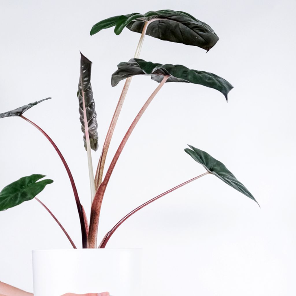 Alokasia Yucatan Princess
