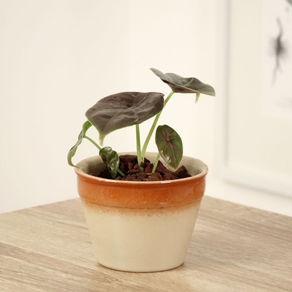 Alokasia - Alocasia azlanii