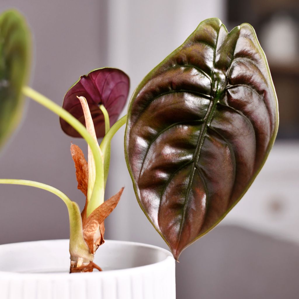 Alokasia - Alocasia azlanii