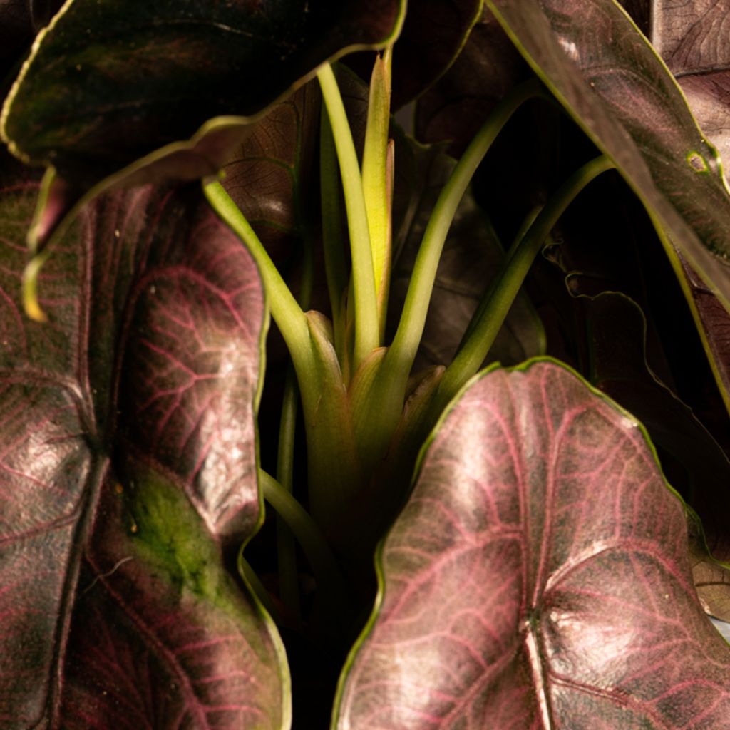 Alokasia - Alocasia azlanii