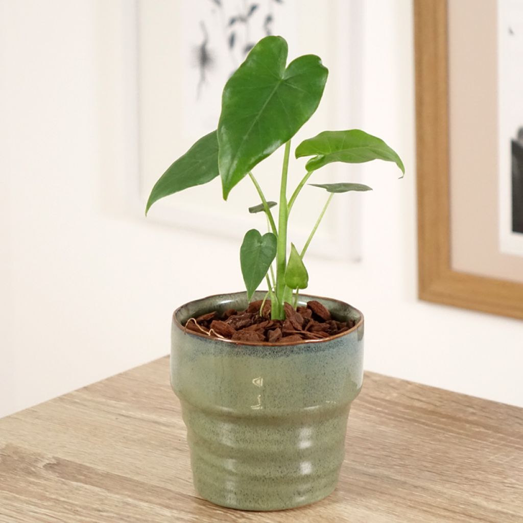 Alokasia California