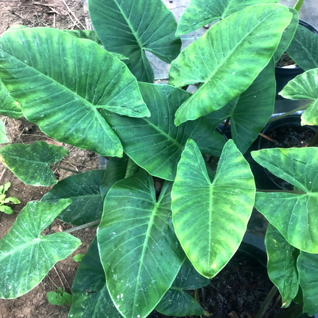 Alokasia - Alocasia cucullata
