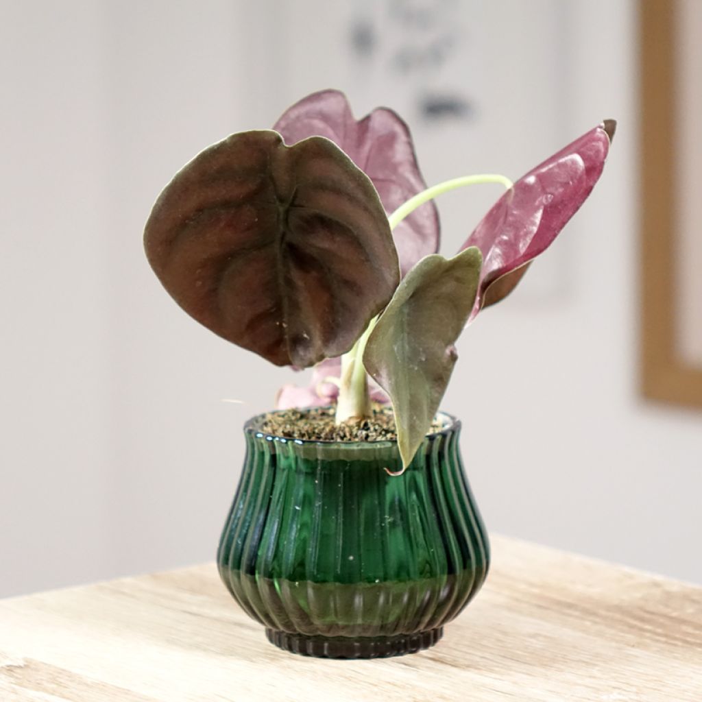 Alokasia Red