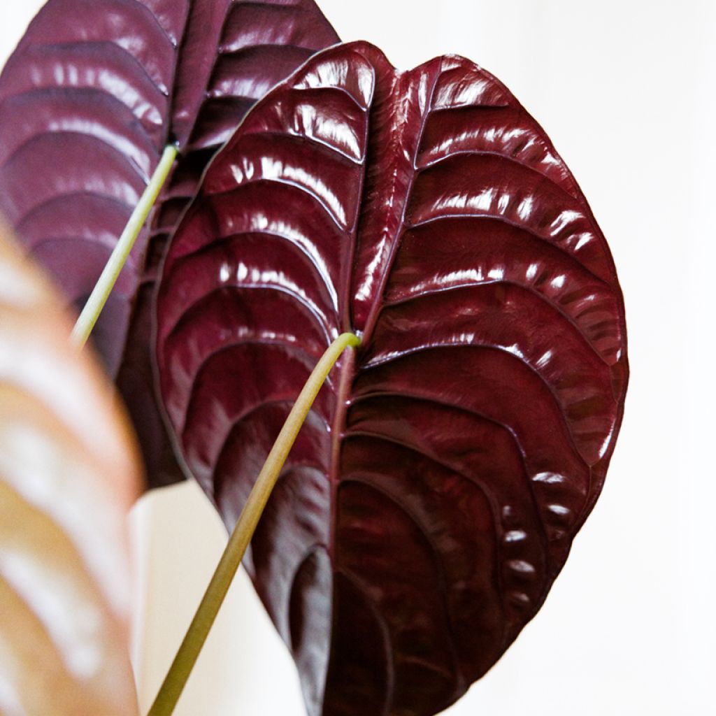 Alokasia Red
