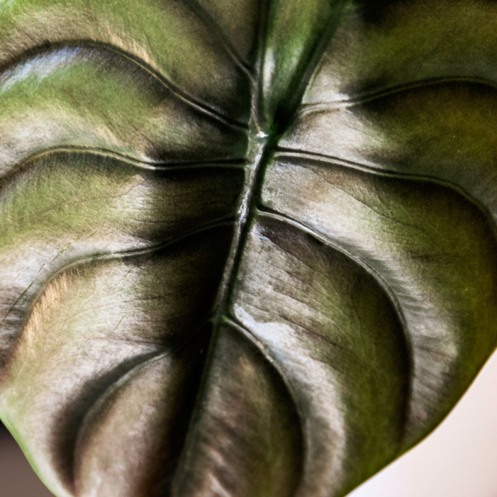 Alokasia Red