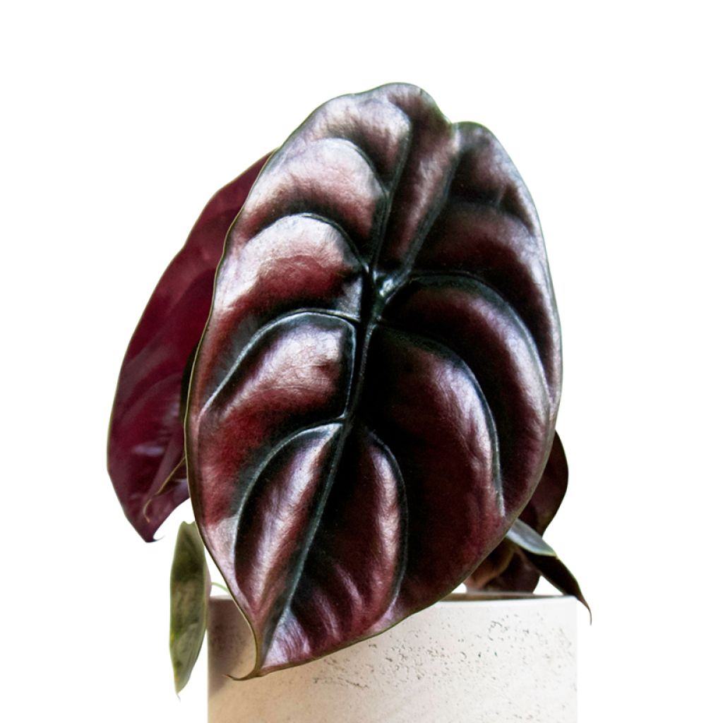 Alokasia Red