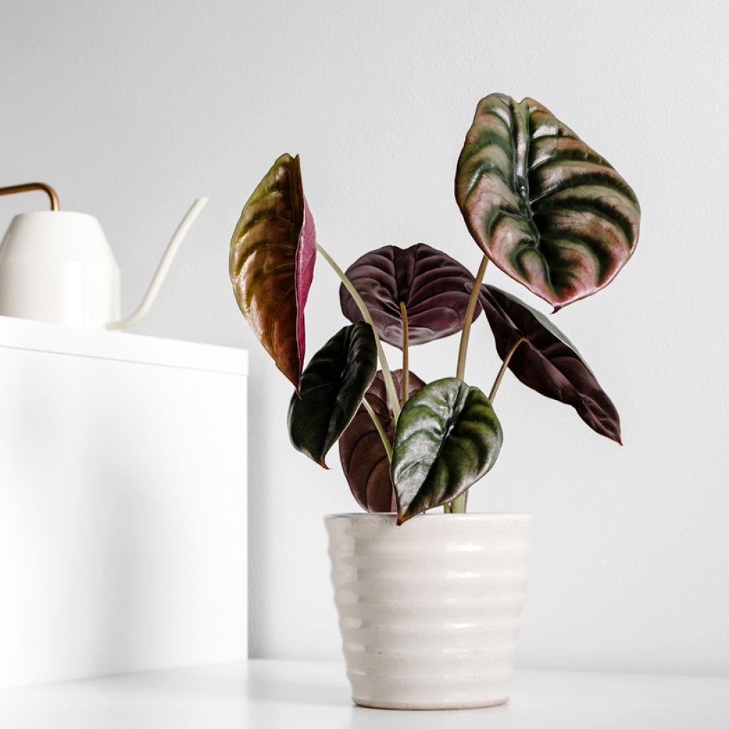 Alokasia Red