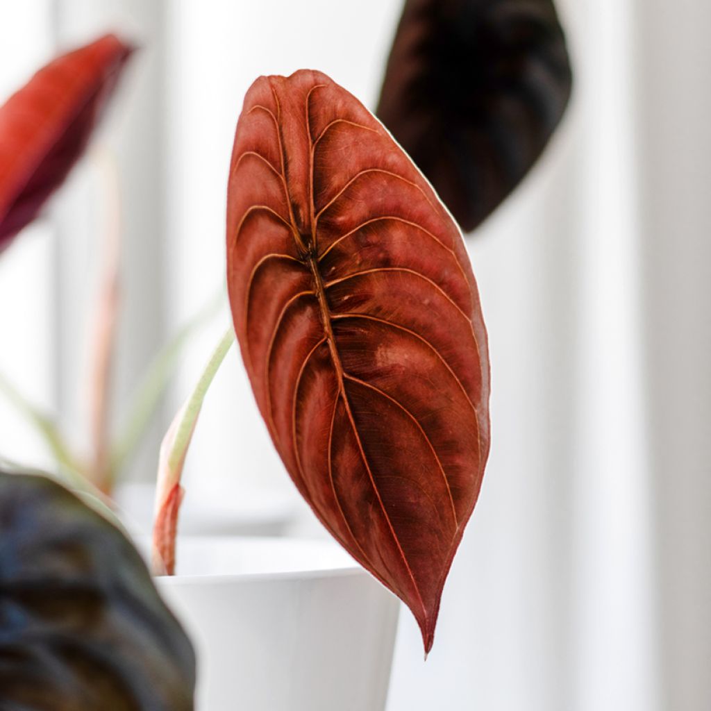 Alokasia Red