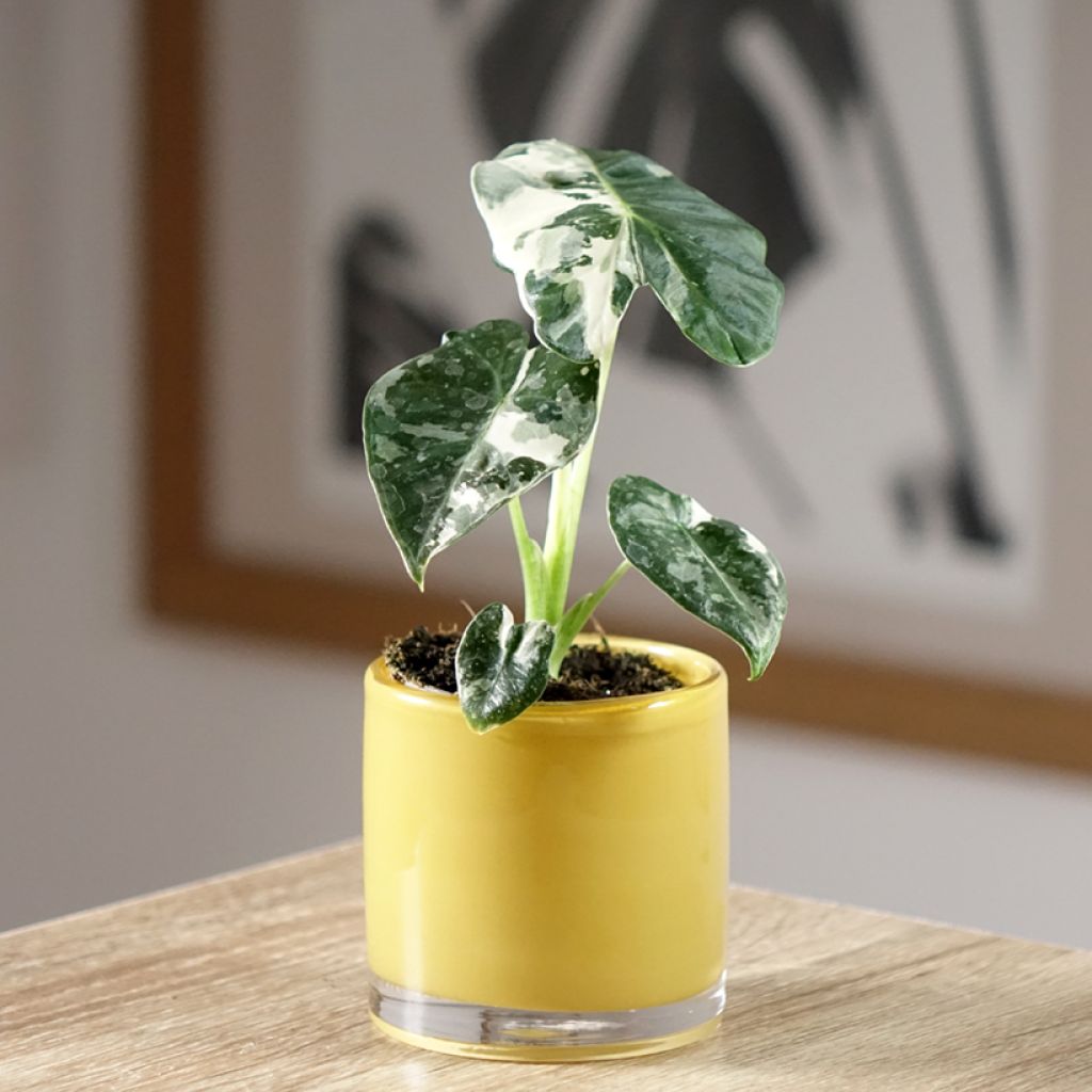 Alokasia Frydek Variegata