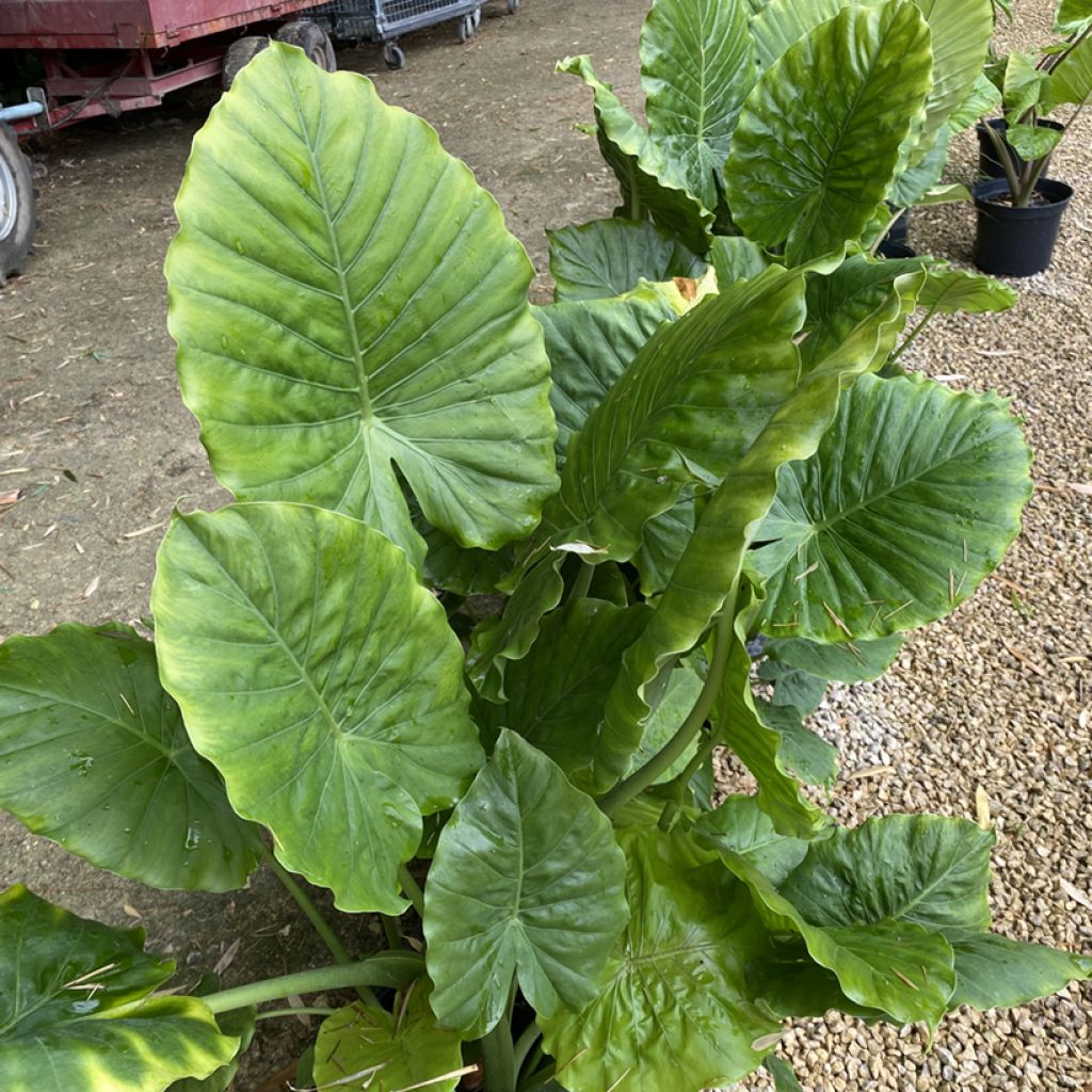 Alokasia - Alocasia odora