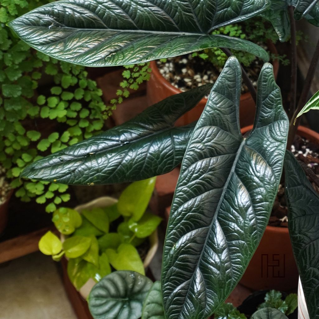 Alokasia - Alocasia scalprum