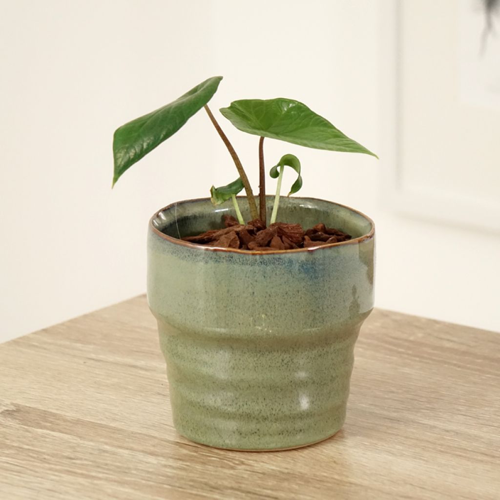 Alokasia - Alocasia scalprum
