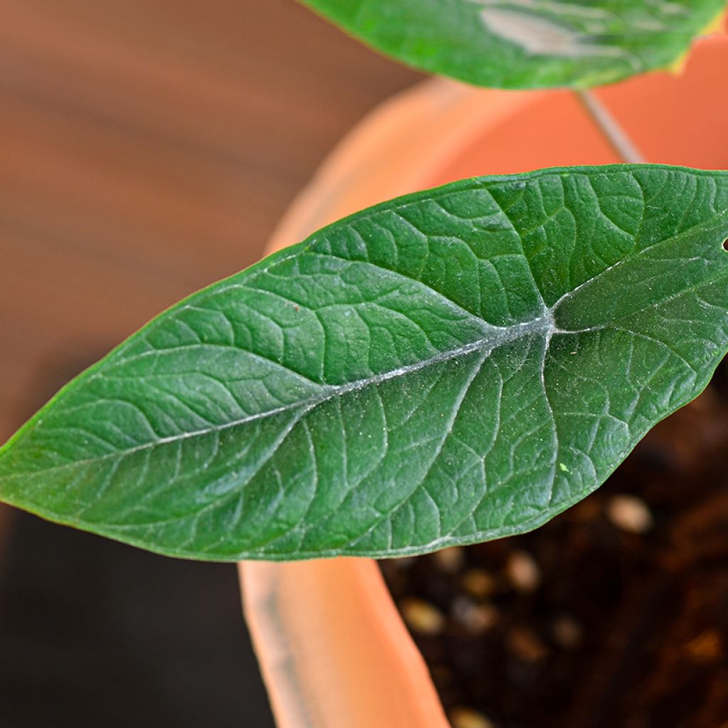 Alokasia - Alocasia scalprum