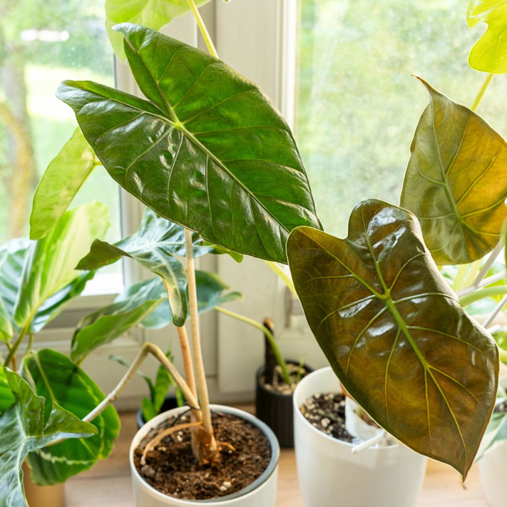 Alokasia - Alocasia wentii