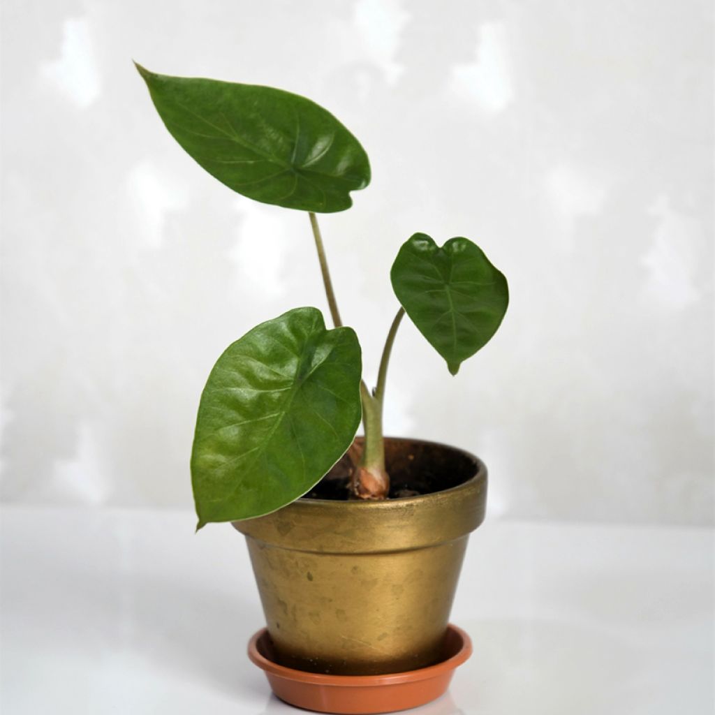 Alokasia - Alocasia wentii