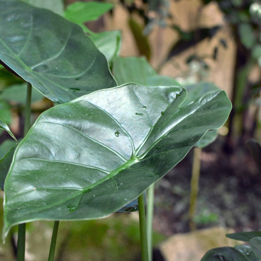 Alokasia - Alocasia wentii