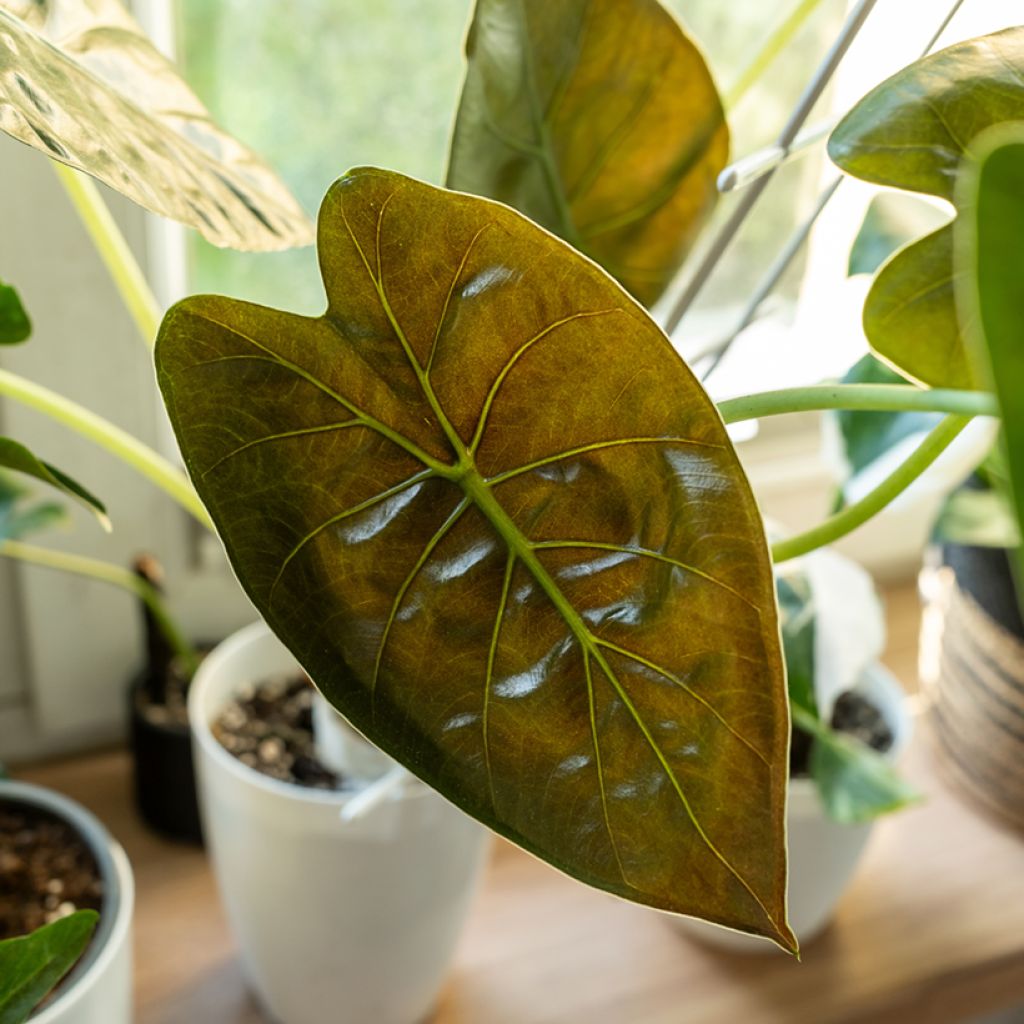 Alokasia - Alocasia wentii