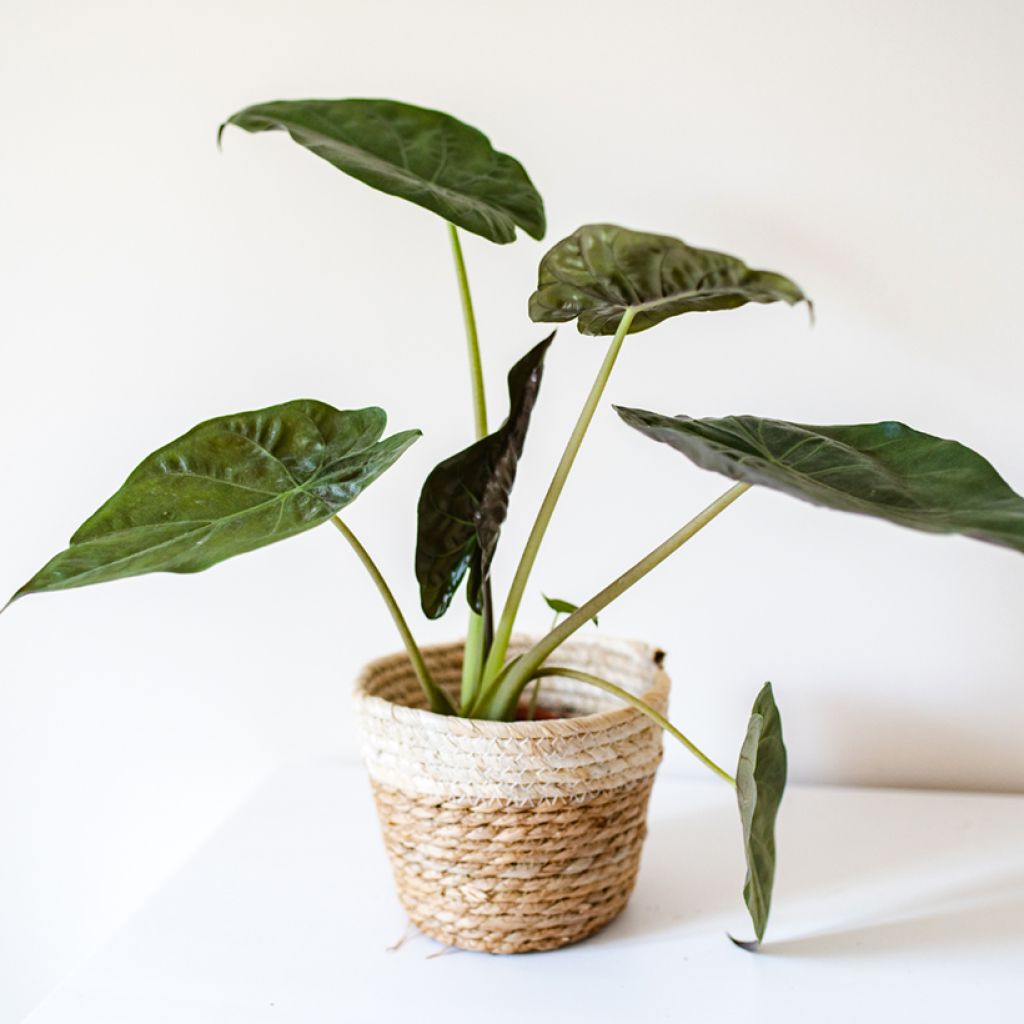 Alokasia - Alocasia wentii
