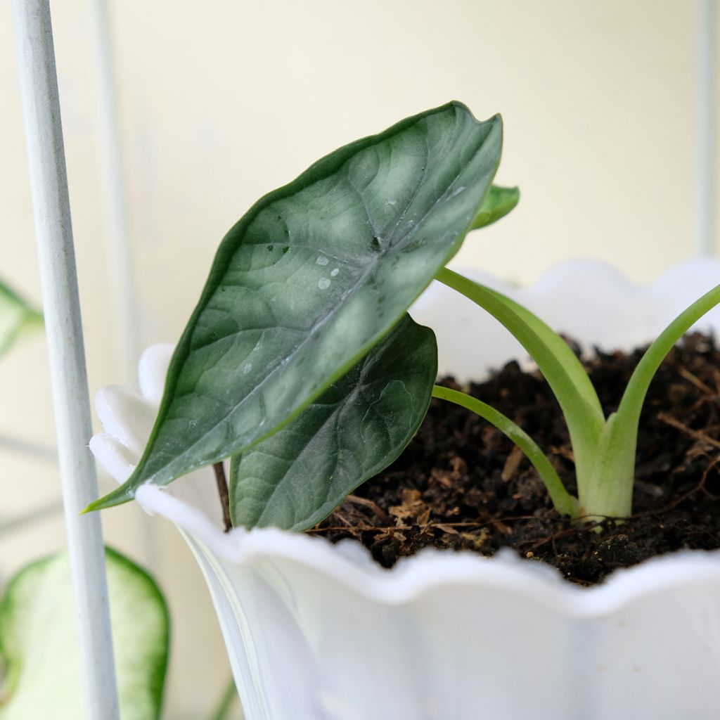 Alokasia Dewey's Reversa