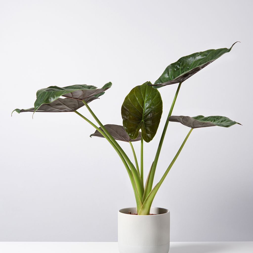 Alokasia Williams hybrid