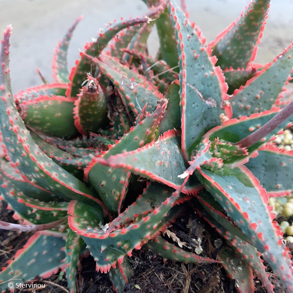 Aloe x Christmas Carol