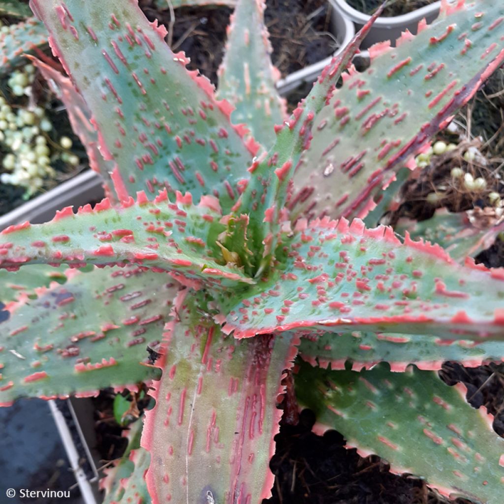 Aloe x Christmas Carol