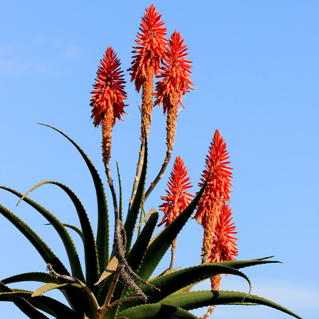 Rohtoaaloe - Aloe arborescens