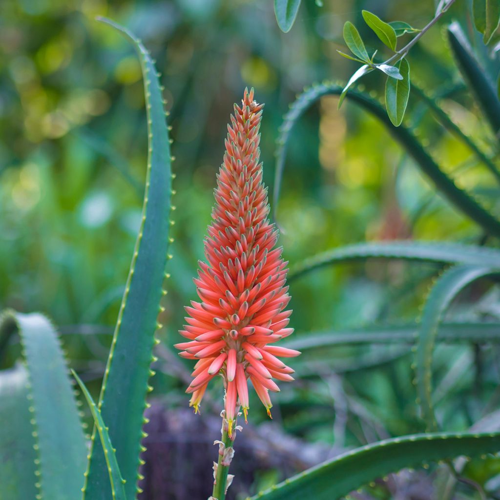 Rohtoaaloe - Aloe arborescens