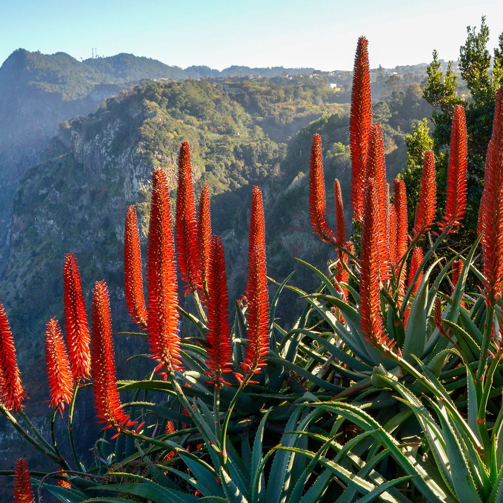 Rohtoaaloe - Aloe arborescens