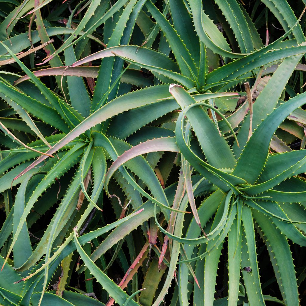 Rohtoaaloe - Aloe arborescens