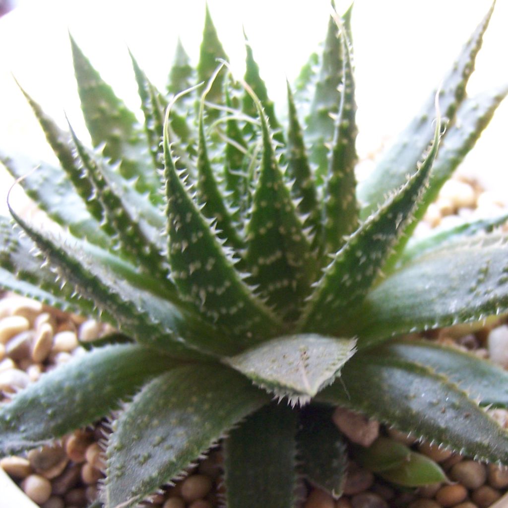 Suka-aaloe - Aloe aristata