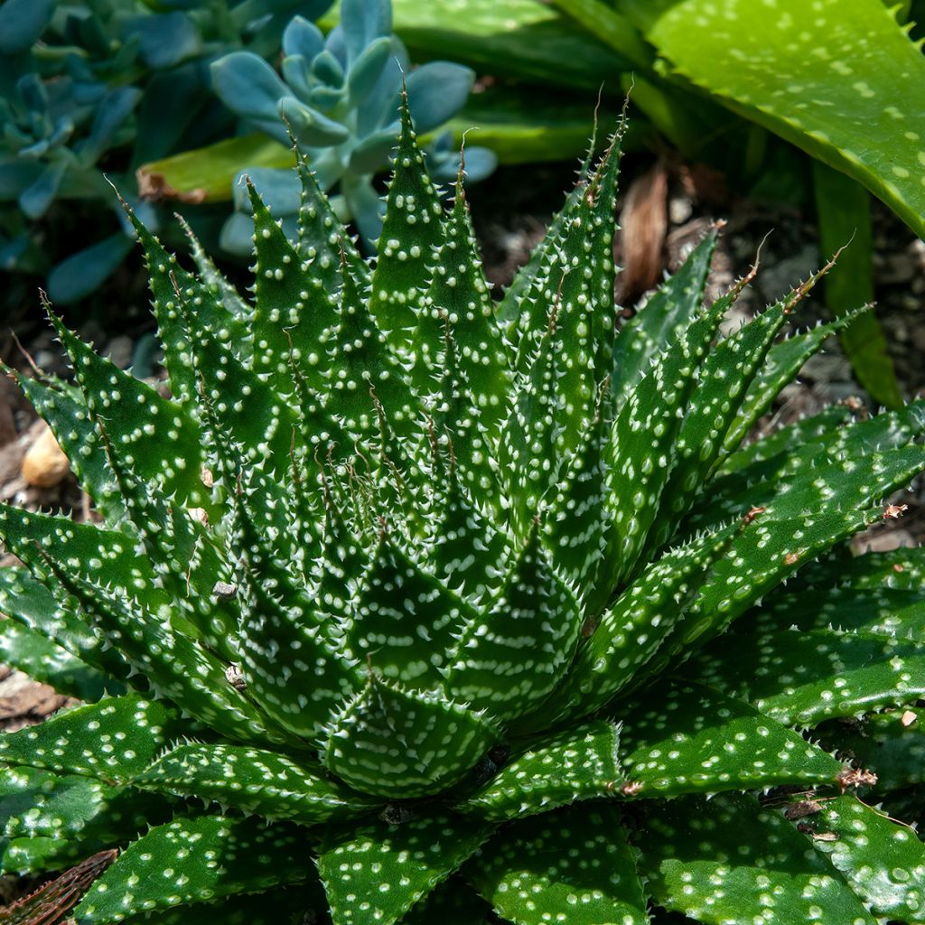 Suka-aaloe - Aloe aristata