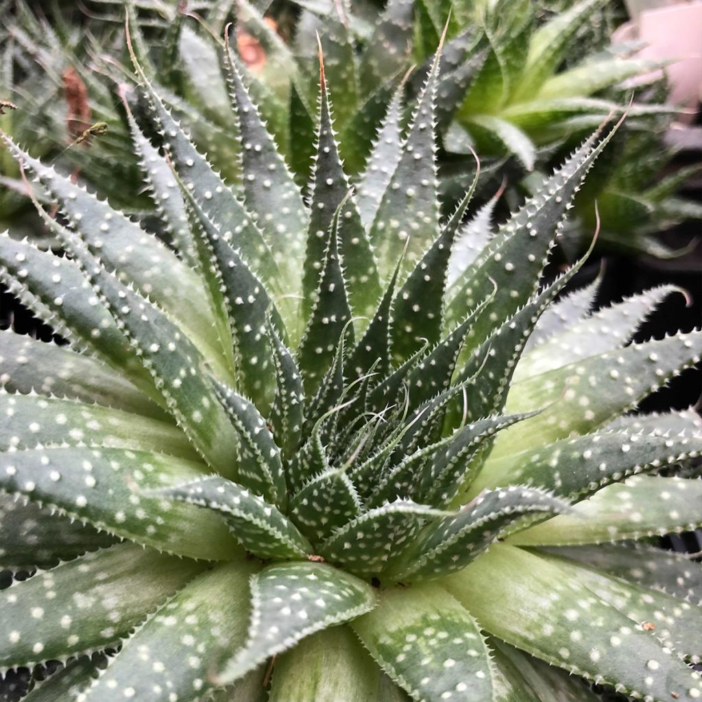 Suka-aaloe - Aloe aristata