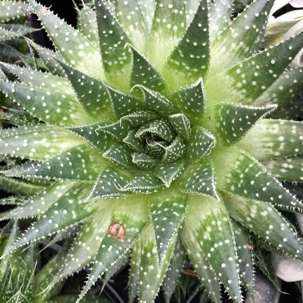 Suka-aaloe - Aloe aristata