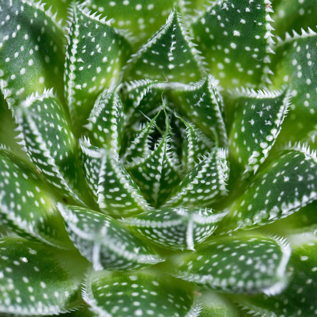 Suka-aaloe - Aloe aristata