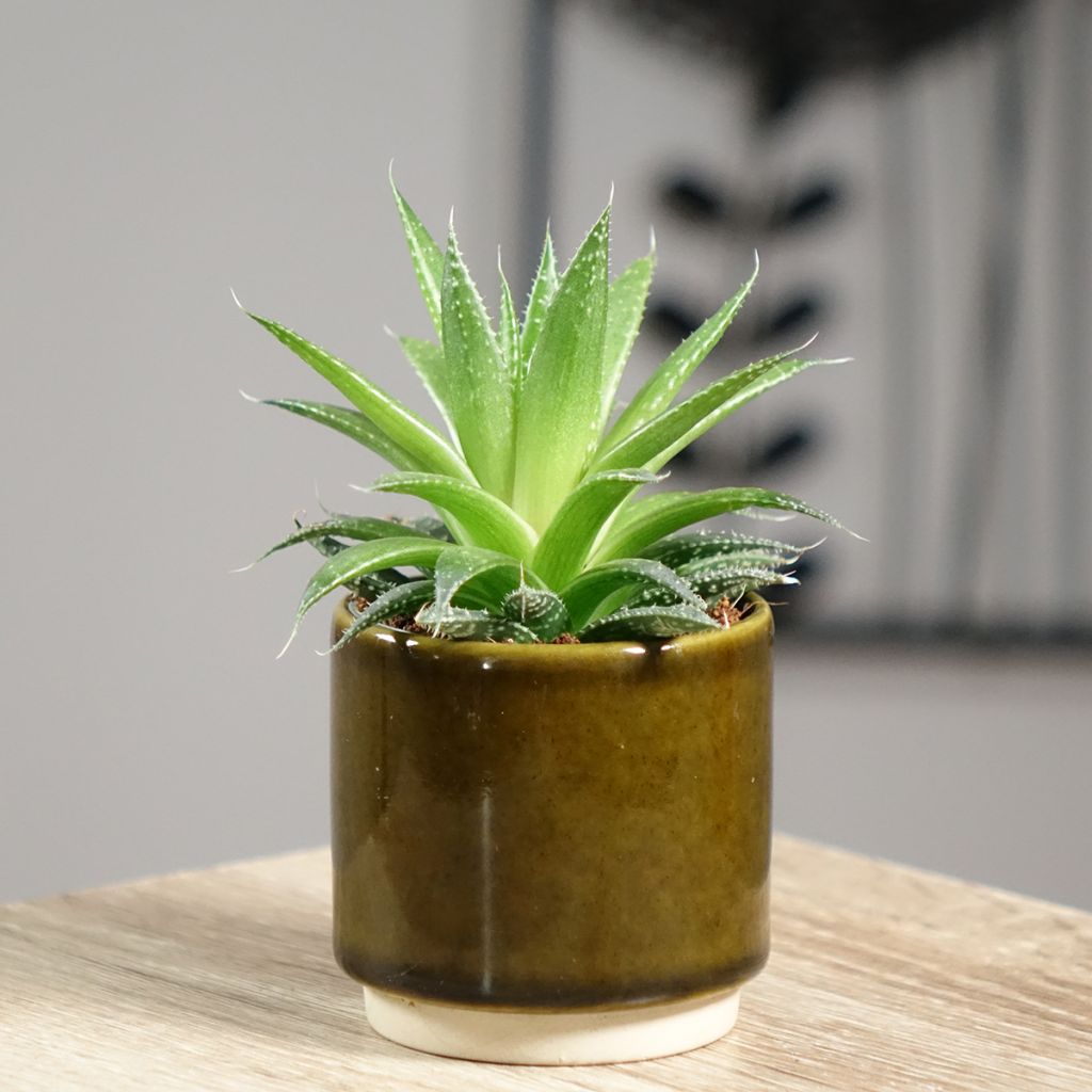 Suka-aaloe - Aloe aristata