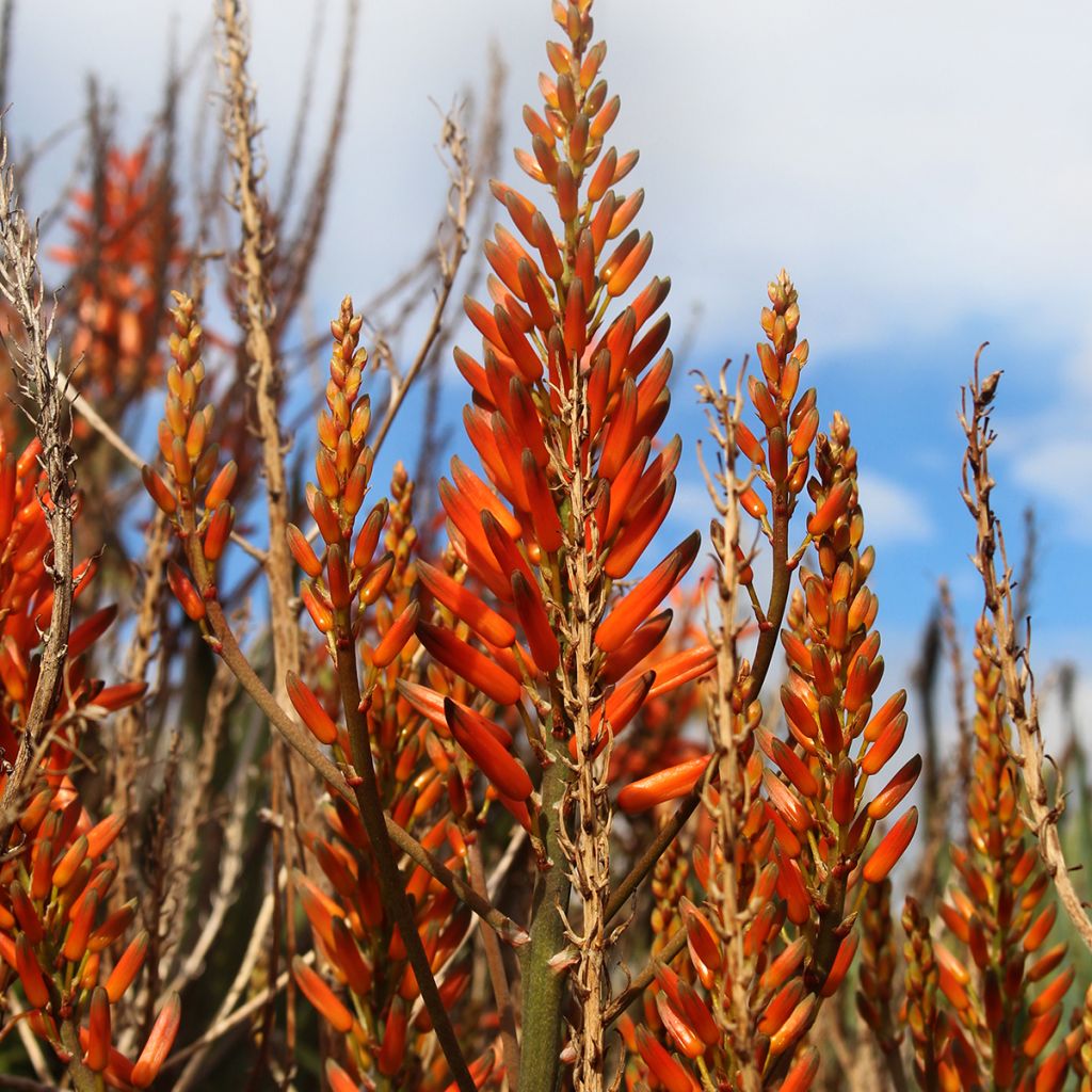 Mätäsaaloe - Aloe brevifolia