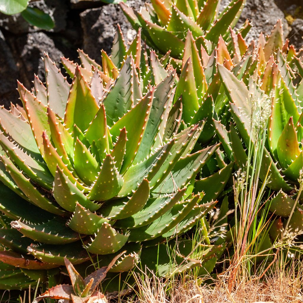 Mätäsaaloe - Aloe brevifolia