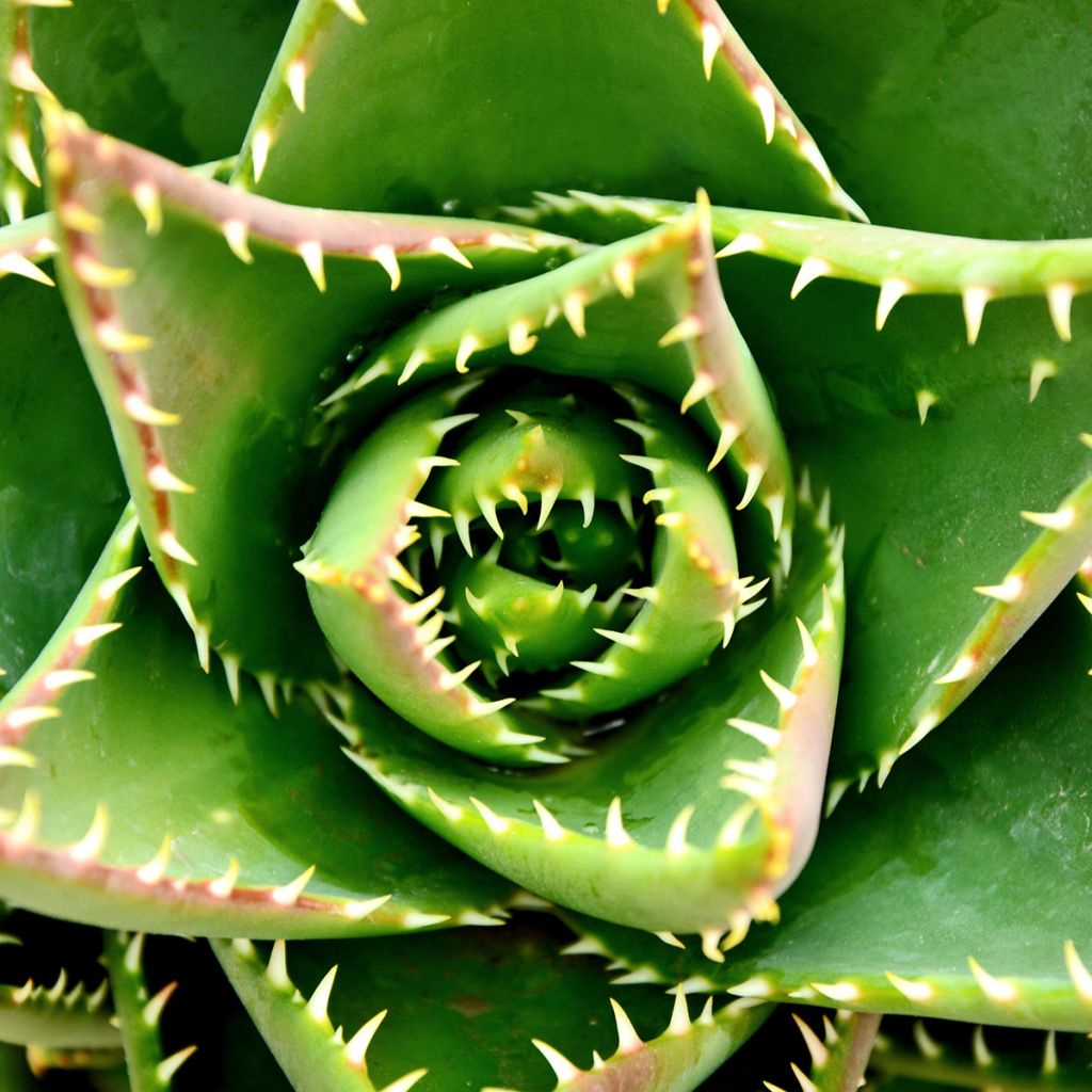 Mätäsaaloe - Aloe brevifolia