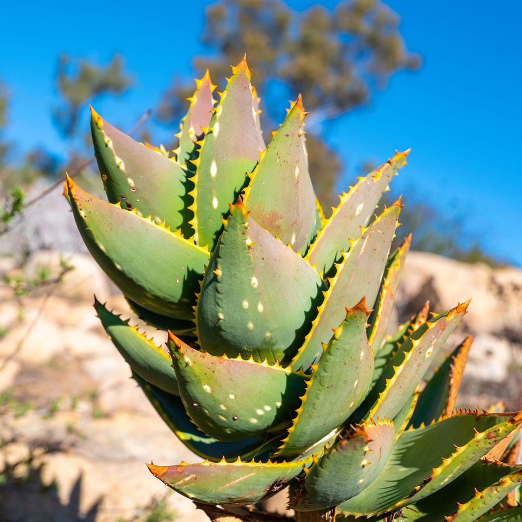 Mätäsaaloe - Aloe brevifolia