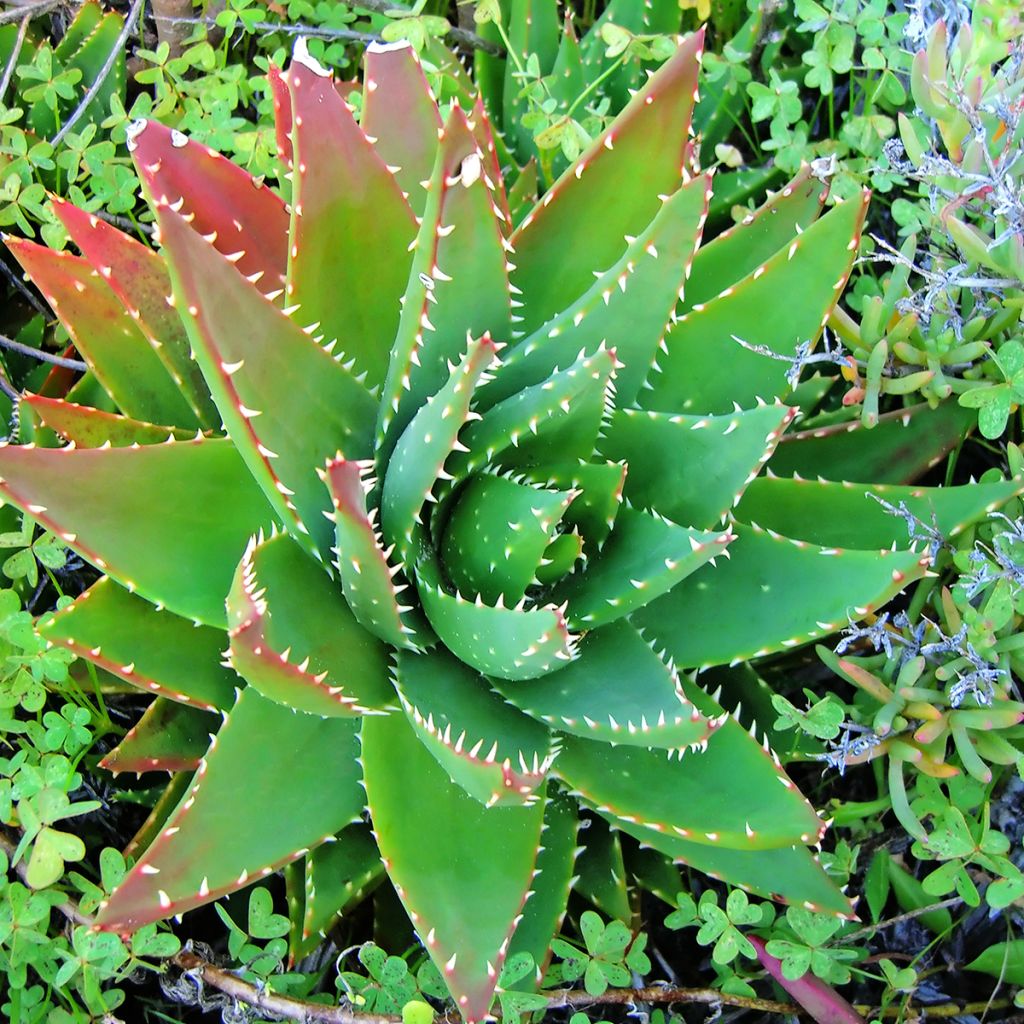 Mätäsaaloe - Aloe brevifolia