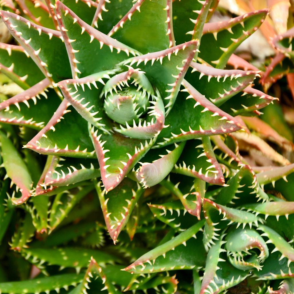 Mätäsaaloe - Aloe brevifolia