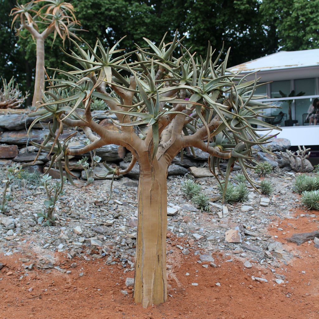 Kapinaaloe - Aloe dichotoma