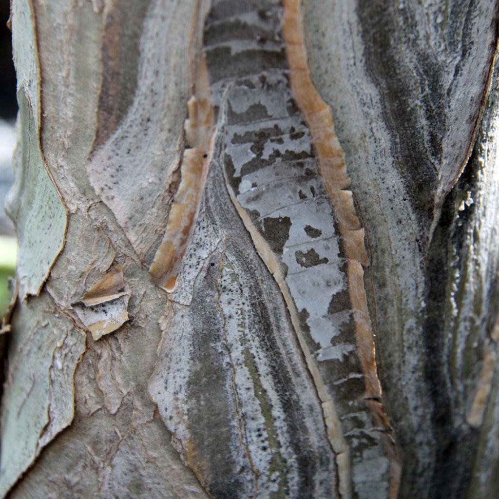 Kapinaaloe - Aloe dichotoma