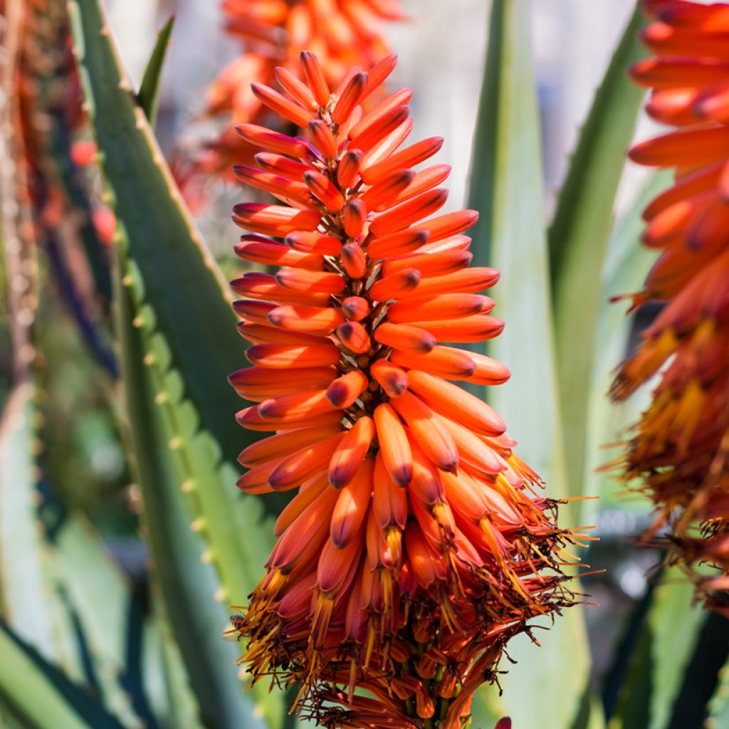 Aloe marlothii